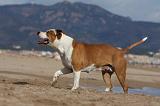 AMSTAFF ADULT 245